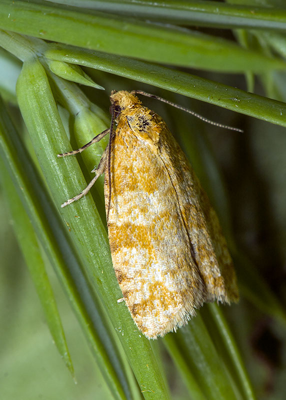 Tortricidae: Isotrias joannisana